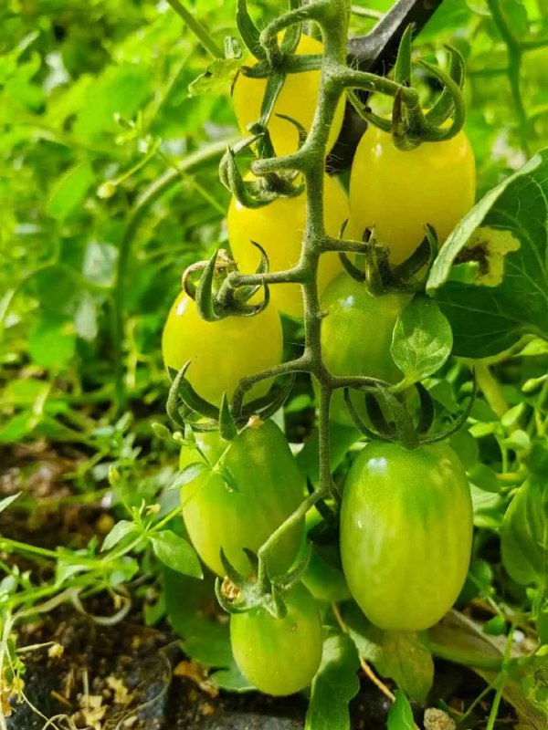 每天​回来都要给老太太做饭