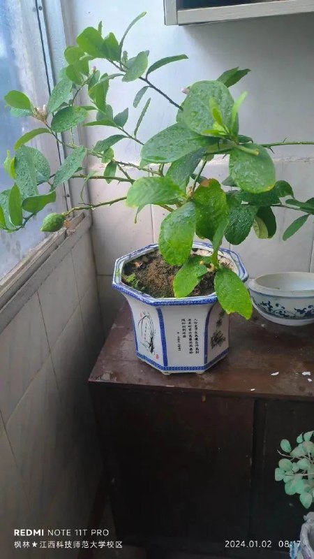 早上7:00起床，由于元旦刚过，学校还是很仁慈的推晚上课时间8点上学，比较放假前都需6:00起床，真心有些累，特别心累！边刷牙边烧水下鸡蛋，水饺，60分钟自己煮早餐足够时间了