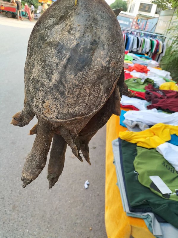 看着工地上的老大哥提了一下午，班都不上了，为了让他早点回去，我把他两个甲鱼以150块的价格买下了！走后我称了一下3斤半，回来后还是被老婆骂了一顿，这个值吗？看着工地上的老大哥提了一下午，班都不上了，为了让他早点回去，我把他两个甲鱼以150块的价格买下了！走后我称了一下3斤半，回来后还是被老婆骂了一顿，这个值吗？
