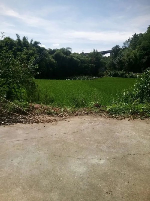 村里的老人很多都去世了，跟爸妈一样的邻居们也开始老了，村里嫁进来的好多外地人都不认识了，路上看见的小孩也不知道是谁家的