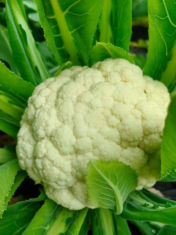 每天​回来都要给老太太做饭