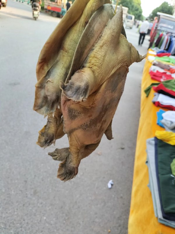 看着工地上的老大哥提了一下午，班都不上了，为了让他早点回去，我把他两个甲鱼以150块的价格买下了！走后我称了一下3斤半，回来后还是被老婆骂了一顿，这个值吗？看着工地上的老大哥提了一下午，班都不上了，为了让他早点回去，我把他两个甲鱼以150块的价格买下了！走后我称了一下3斤半，回来后还是被老婆骂了一顿，这个值吗？