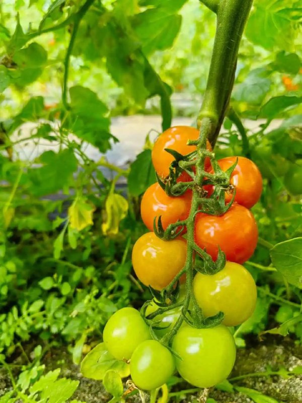 每天​回来都要给老太太做饭