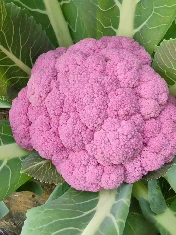 每天​回来都要给老太太做饭