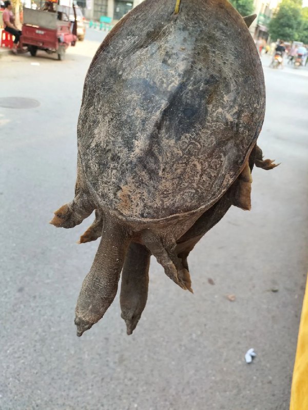 看着工地上的老大哥提了一下午，班都不上了，为了让他早点回去，我把他两个甲鱼以150块的价格买下了！走后我称了一下3斤半，回来后还是被老婆骂了一顿，这个值吗？看着工地上的老大哥提了一下午，班都不上了，为了让他早点回去，我把他两个甲鱼以150块的价格买下了！走后我称了一下3斤半，回来后还是被老婆骂了一顿，这个值吗？