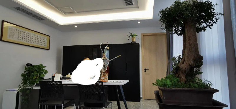 右边这棵赤楠老桩花了3500元买的，据店家说长这么粗需100多年