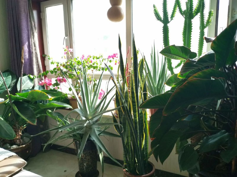 昨天在家把房子收拾了一遍，好累啊！突然觉得我的花花草草非常漂亮就照了几张照片，打扫完房子，泡杯茶🍵奖赏一下自己，我的生活就是这么简单，我也就这点爱好，普普通通，简简单单，但是生活却很累，有的时候把我压的喘不过气